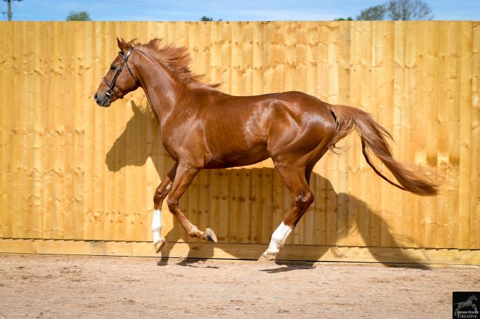 Harrysson loose running